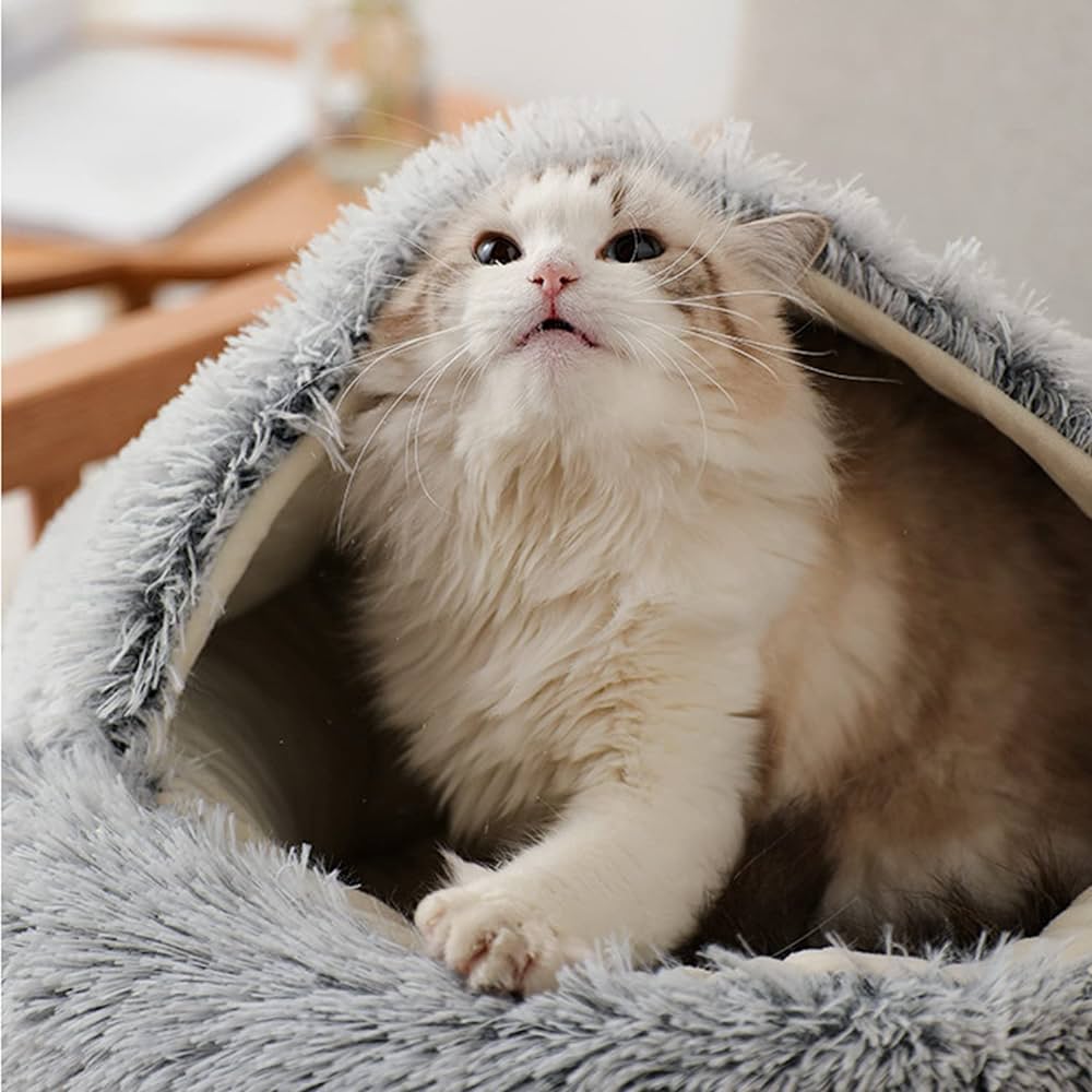 KittyKraze Fekhely