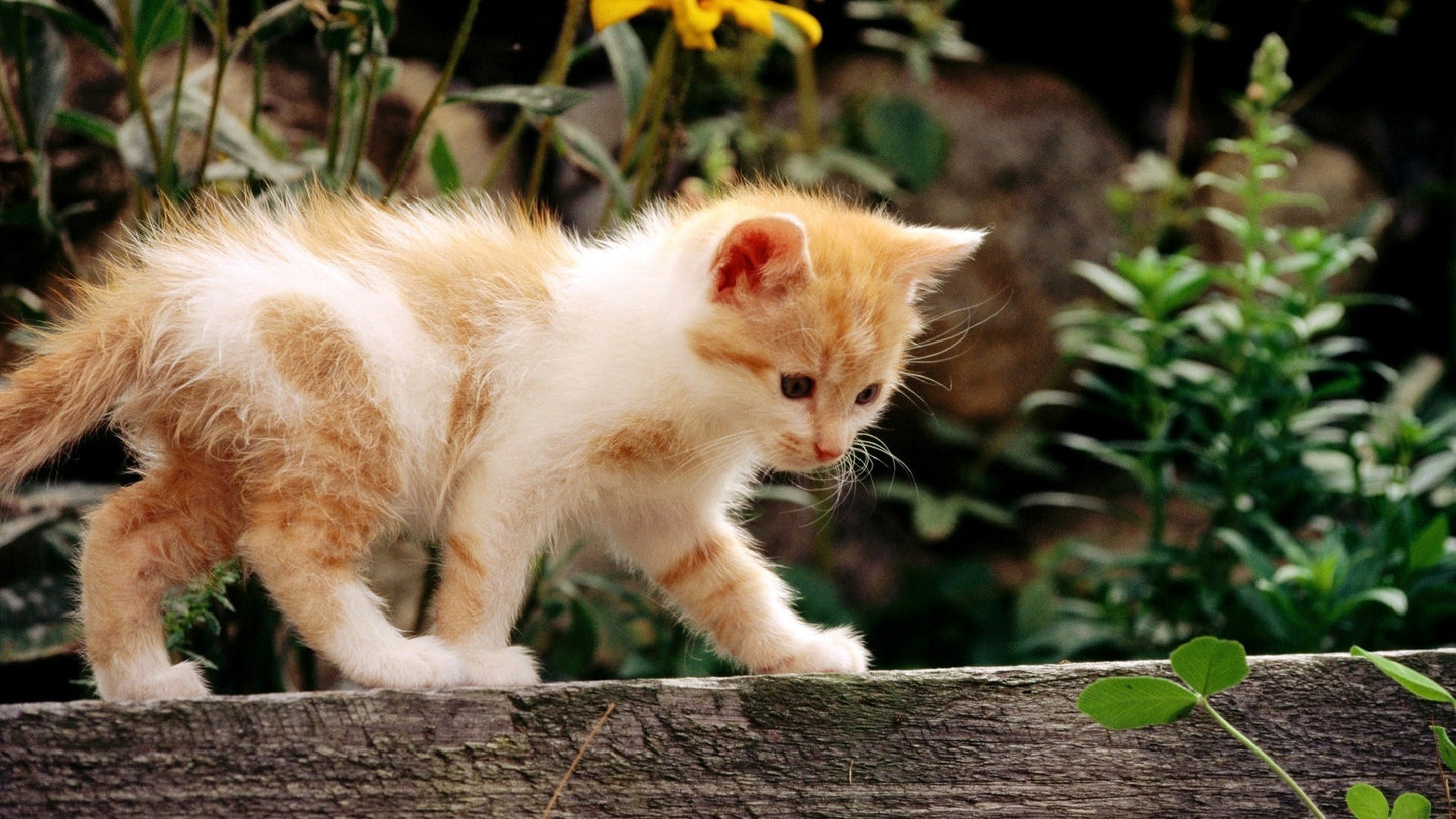 KittyKraze Masszírozó