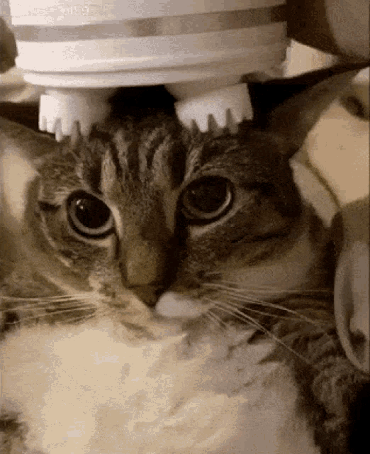 KittyKraze Masszírozó